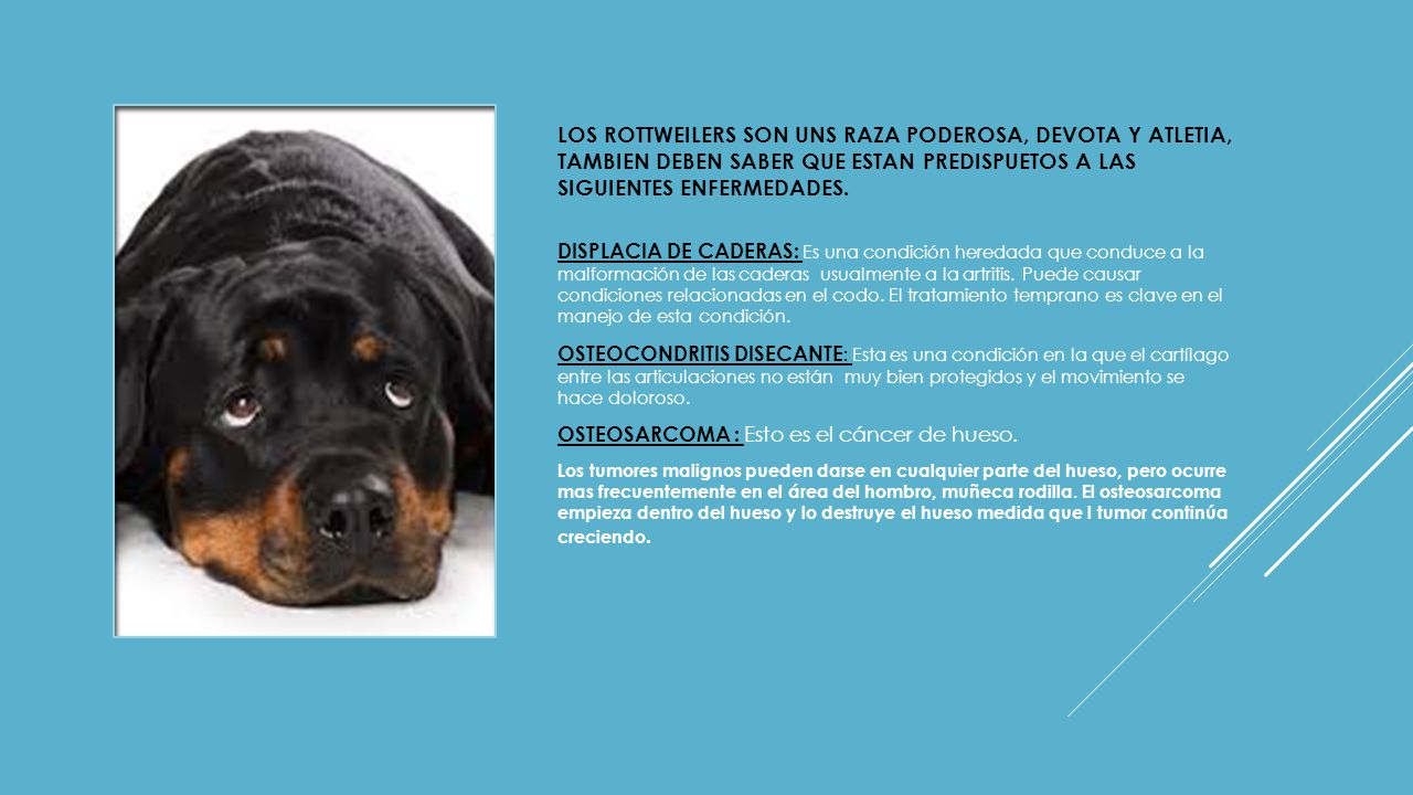 LOS ROTTWEILERS SON UNS RAZA PODEROSA, DEVOTA Y ATLETIA, TAMBIEN DEBEN SABER QUE ESTAN PREDISPUETOS A LAS SIGUIENTES ENFERMEDADES.