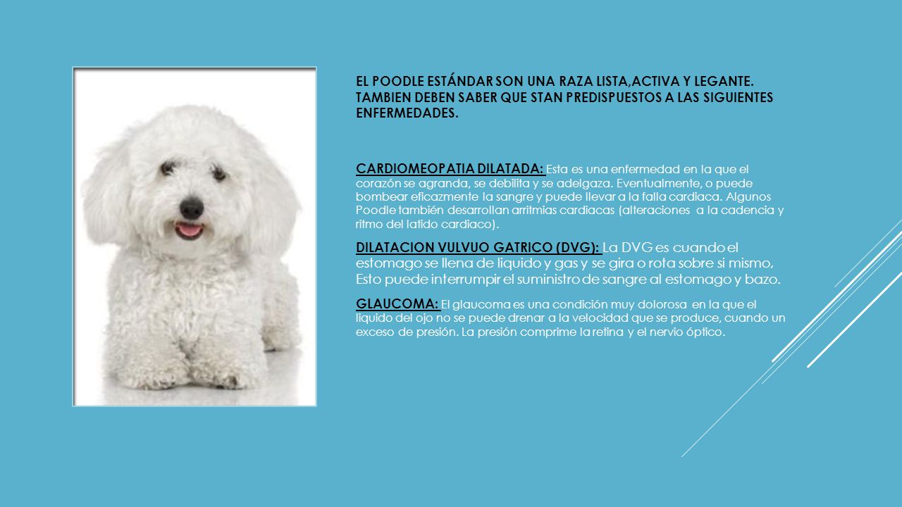 EL POODLE ESTÁNDAR SON UNA RAZA LISTA,ACTIVA Y LEGANTE