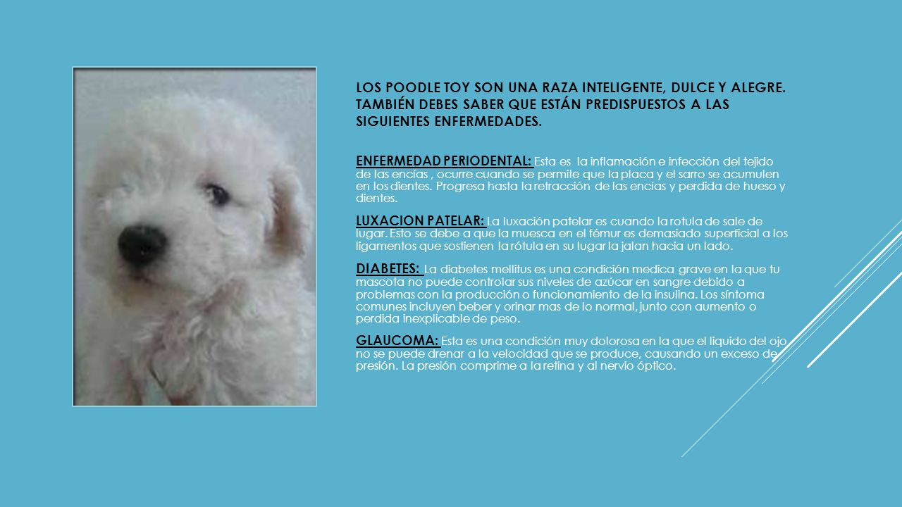 LOS POODLE tOY son una raza inteligente, dulce y alegre