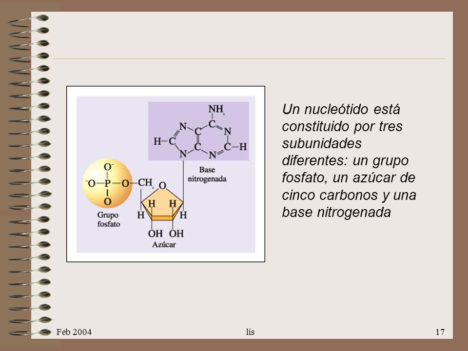 Un nucleótido está constituido por tres subunidades diferentes: un grupo fosfato, un azúcar de cinco carbonos y una base nitrogenada