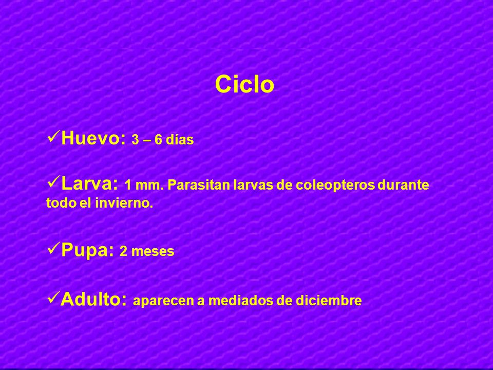 Ciclo Huevo: 3 – 6 días. Larva: 1 mm. Parasitan larvas de coleopteros durante todo el invierno. Pupa: 2 meses.