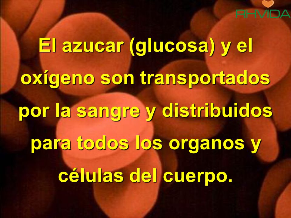 El azucar (glucosa) y el oxígeno son transportados por la sangre y distribuidos para todos los organos y células del cuerpo.