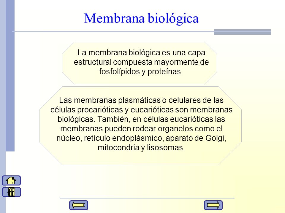 Membrana biológica La membrana biológica es una capa estructural compuesta mayormente de fosfolípidos y proteínas.