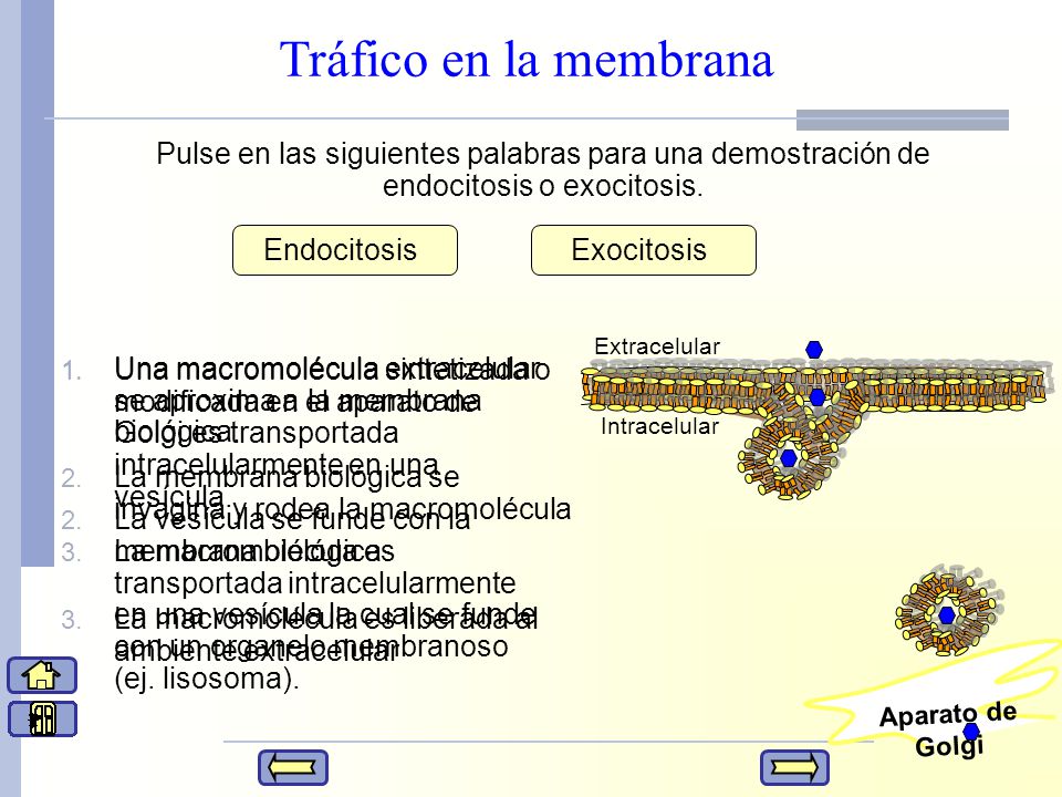 Tráfico en la membrana Pulse en las siguientes palabras para una demostración de endocitosis o exocitosis.