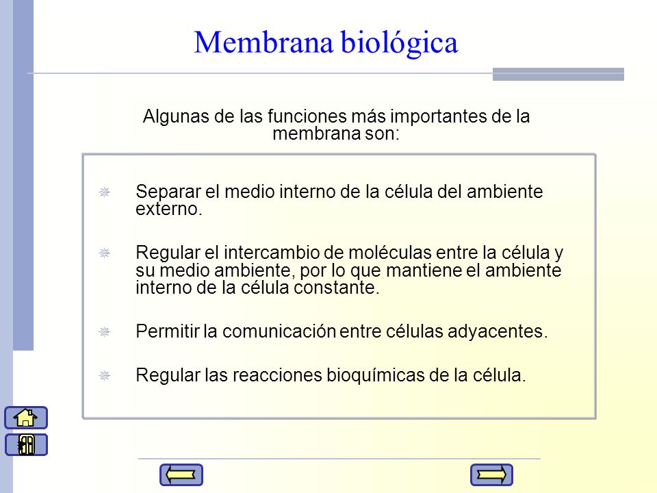 Algunas de las funciones más importantes de la membrana son: