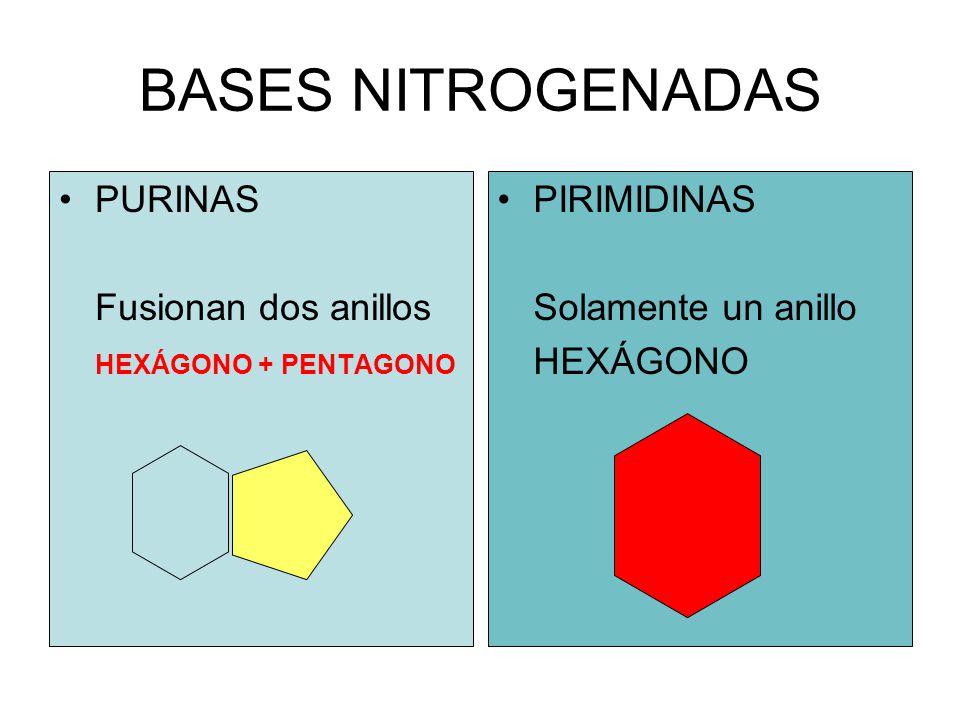 BASES NITROGENADAS PURINAS Fusionan dos anillos HEXÁGONO + PENTAGONO