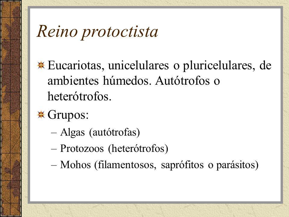 Reino protoctista Eucariotas, unicelulares o pluricelulares, de ambientes húmedos. Autótrofos o heterótrofos.