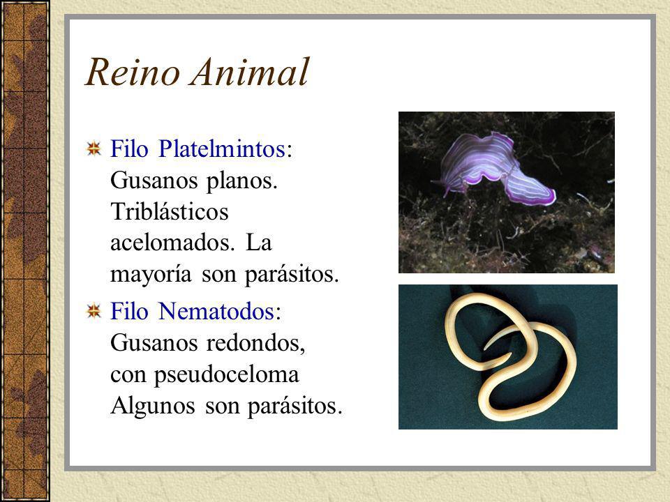 Reino Animal Filo Platelmintos: Gusanos planos. Triblásticos acelomados. La mayoría son parásitos.