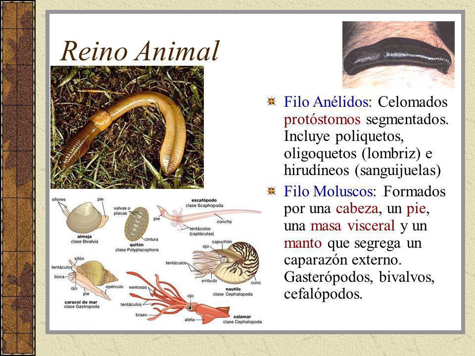 Reino Animal Filo Anélidos: Celomados protóstomos segmentados. Incluye poliquetos, oligoquetos (lombriz) e hirudíneos (sanguijuelas)