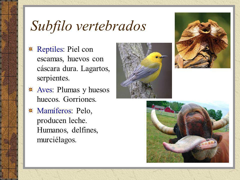 Subfilo vertebrados Reptiles: Piel con escamas, huevos con cáscara dura. Lagartos, serpientes. Aves: Plumas y huesos huecos. Gorriones.