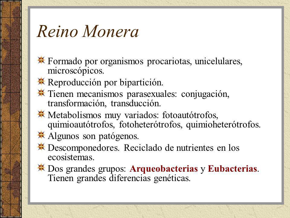 Reino Monera Formado por organismos procariotas, unicelulares, microscópicos. Reproducción por bipartición.