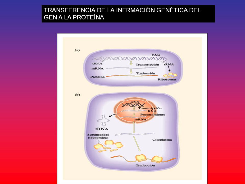 TRANSFERENCIA DE LA INFRMACIÓN GENÉTICA DEL GEN A LA PROTEÍNA