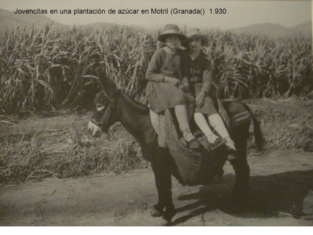 Jovencitas en una plantación de azúcar en Motril (Granada() 1.930