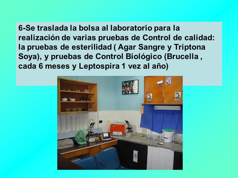 6-Se traslada la bolsa al laboratorio para la realización de varias pruebas de Control de calidad: la pruebas de esterilidad ( Agar Sangre y Triptona Soya), y pruebas de Control Biológico (Brucella , cada 6 meses y Leptospira 1 vez al año)