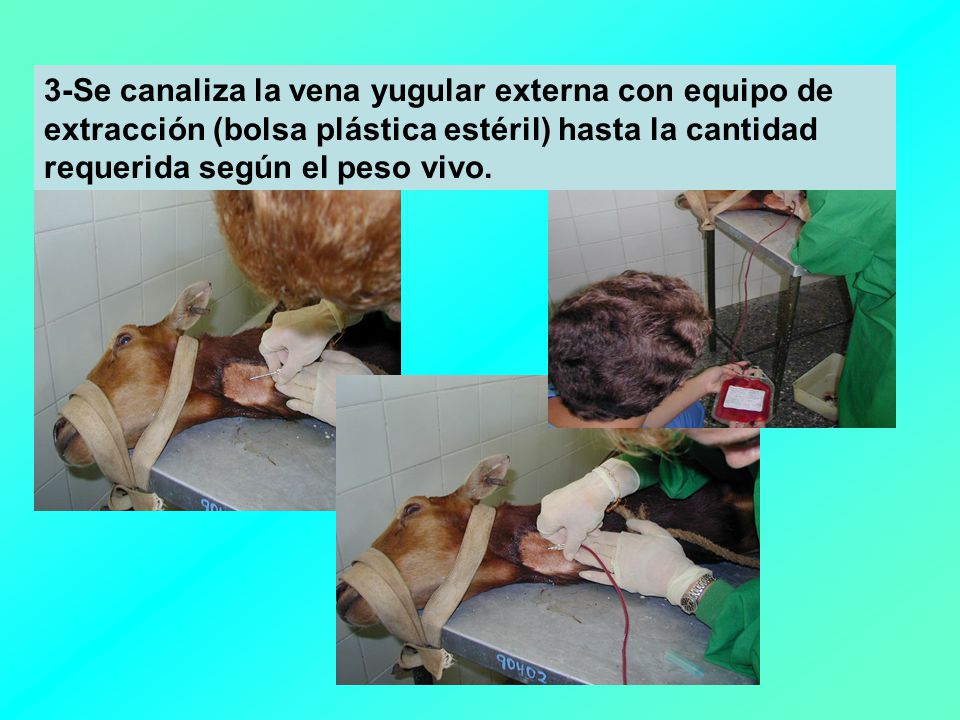 3-Se canaliza la vena yugular externa con equipo de extracción (bolsa plástica estéril) hasta la cantidad requerida según el peso vivo.