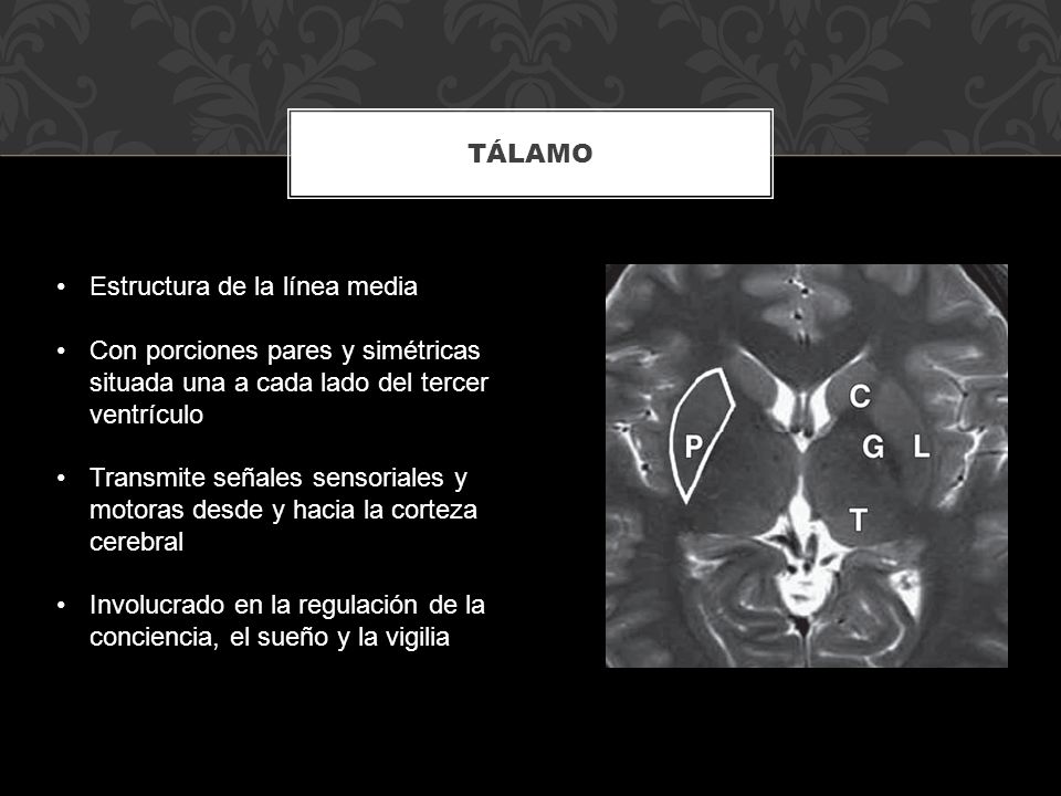 TÁLAMO Estructura de la línea media. Con porciones pares y simétricas situada una a cada lado del tercer ventrículo.