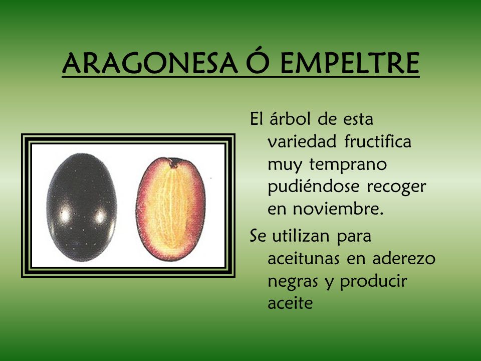ARAGONESA Ó EMPELTRE El árbol de esta variedad fructifica muy temprano pudiéndose recoger en noviembre.