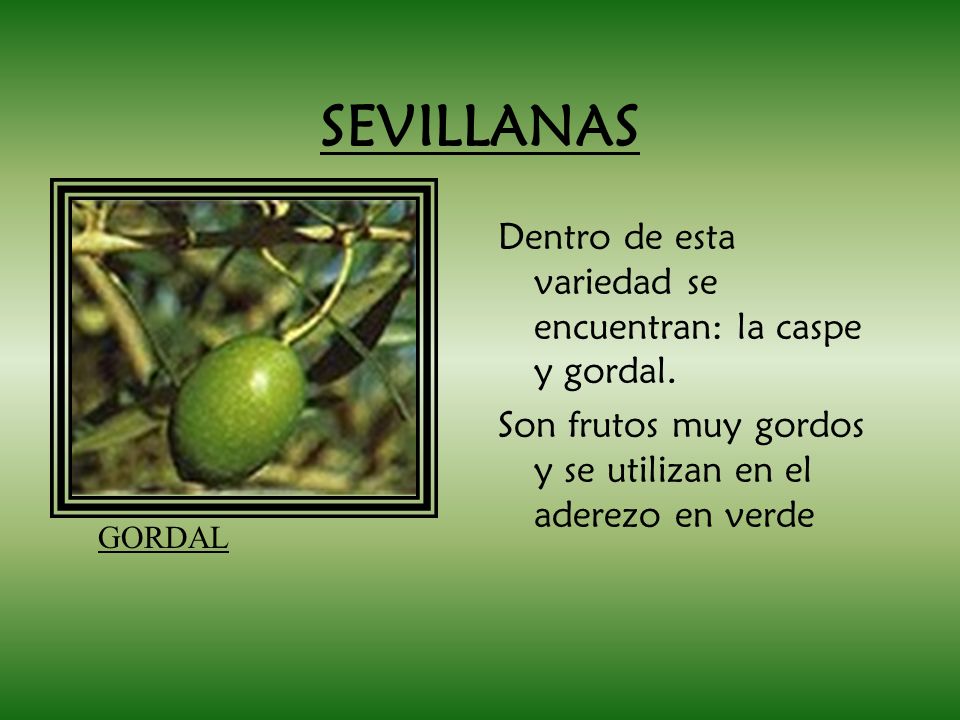 SEVILLANAS Dentro de esta variedad se encuentran: la caspe y gordal.