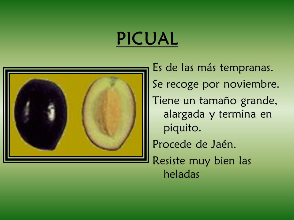 PICUAL Es de las más tempranas. Se recoge por noviembre.