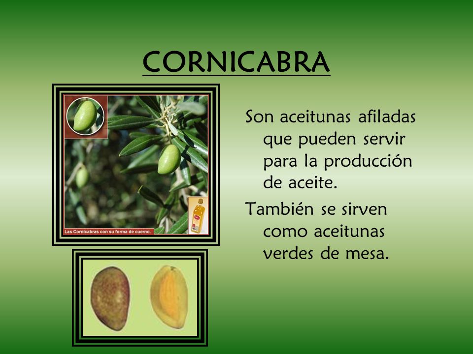 CORNICABRA Son aceitunas afiladas que pueden servir para la producción de aceite.