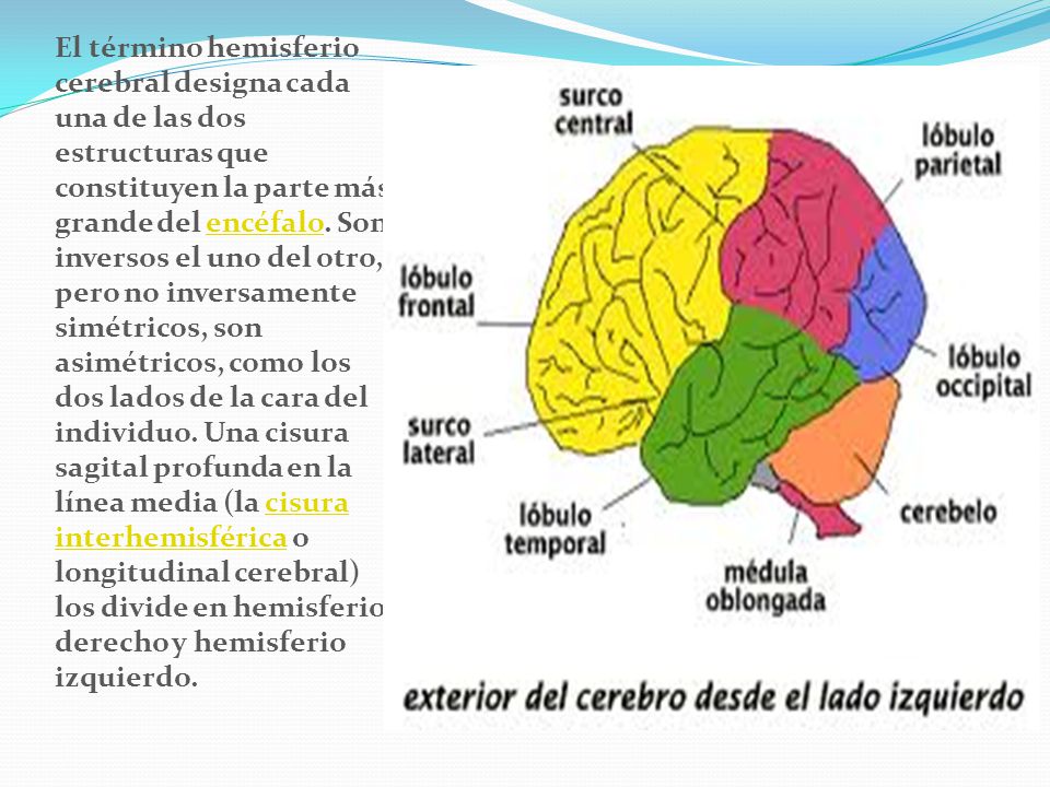 El término hemisferio cerebral designa cada una de las dos estructuras que constituyen la parte más grande del encéfalo.