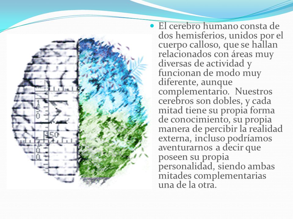 El cerebro humano consta de dos hemisferios, unidos por el cuerpo calloso, que se hallan relacionados con áreas muy diversas de actividad y funcionan de modo muy diferente, aunque complementario. Nuestros cerebros son dobles, y cada mitad tiene su propia forma de conocimiento, su propia manera de percibir la realidad externa, incluso podríamos aventurarnos a decir que poseen su propia personalidad, siendo ambas mitades complementarias una de la otra.