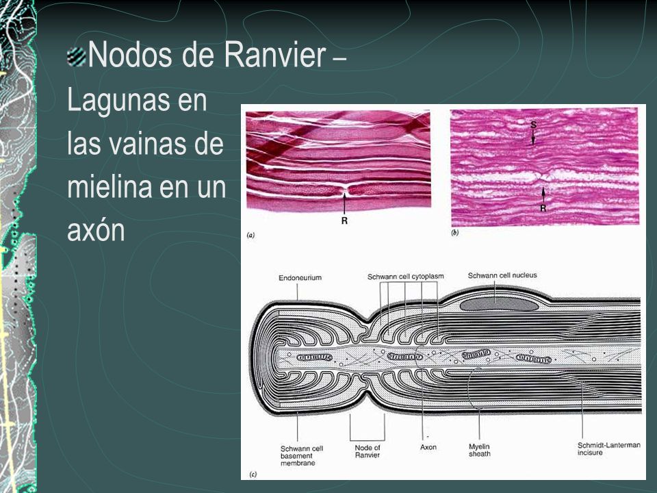 Nodos de Ranvier – Lagunas en las vainas de mielina en un axón