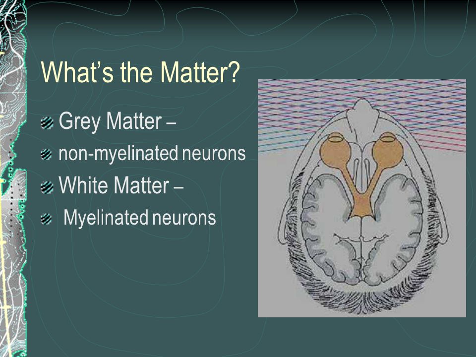 What’s the Matter Grey Matter – White Matter – non-myelinated neurons