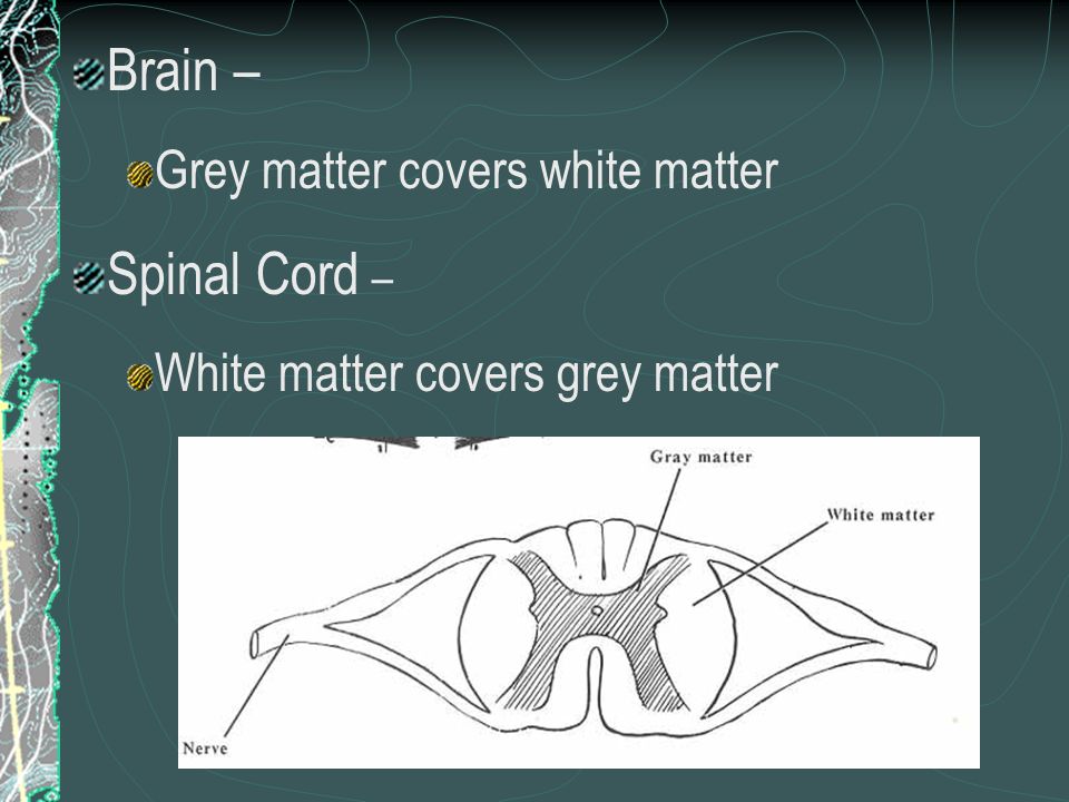Brain – Spinal Cord – Grey matter covers white matter
