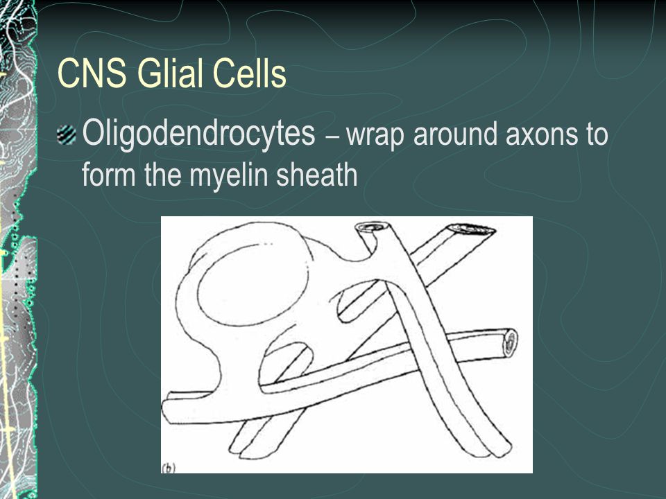 CNS Glial Cells Oligodendrocytes – wrap around axons to form the myelin sheath
