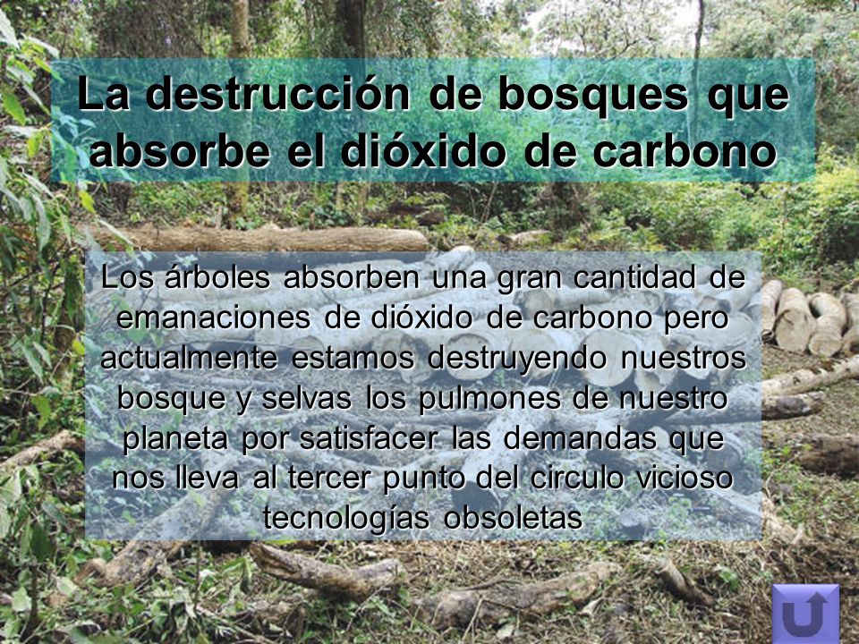 La destrucción de bosques que absorbe el dióxido de carbono