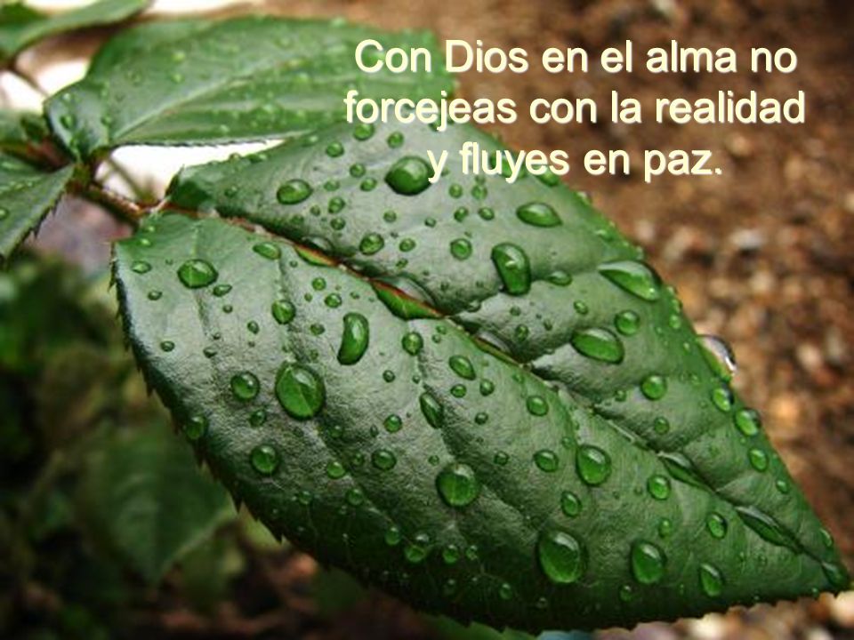 Con Dios en el alma no forcejeas con la realidad y fluyes en paz.