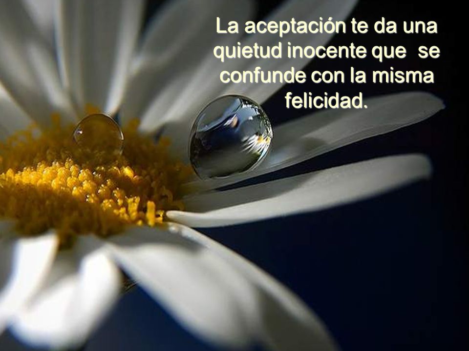 La aceptación te da una quietud inocente que se confunde con la misma felicidad.