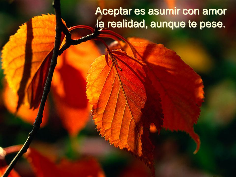 Aceptar es asumir con amor la realidad, aunque te pese.