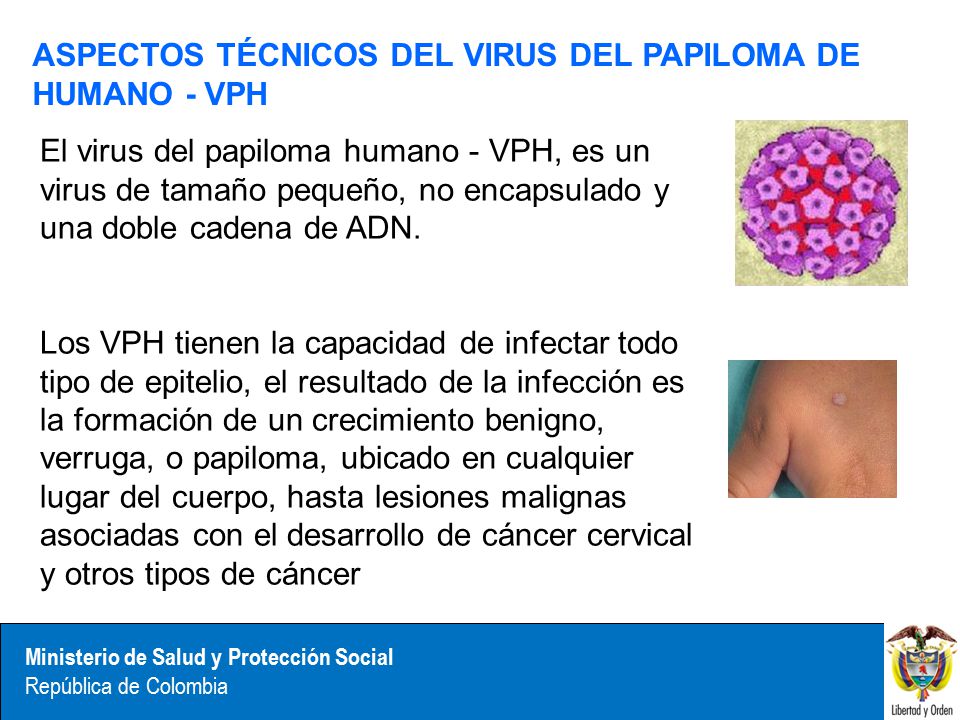 ASPECTOS TÉCNICOS DEL VIRUS DEL PAPILOMA DE HUMANO - VPH