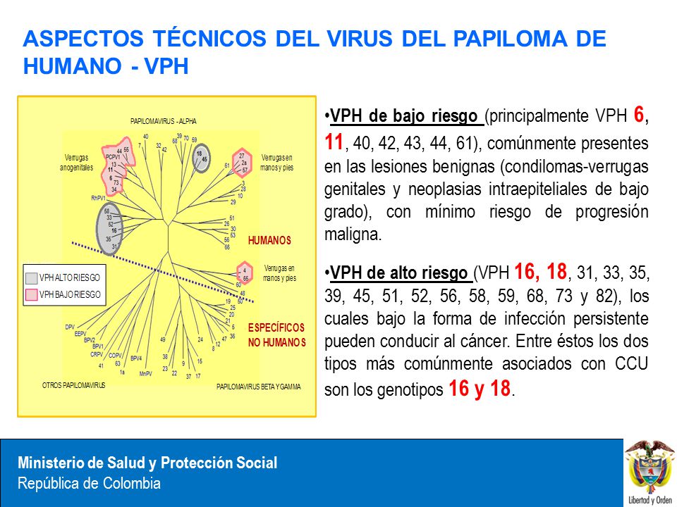 ASPECTOS TÉCNICOS DEL VIRUS DEL PAPILOMA DE HUMANO - VPH