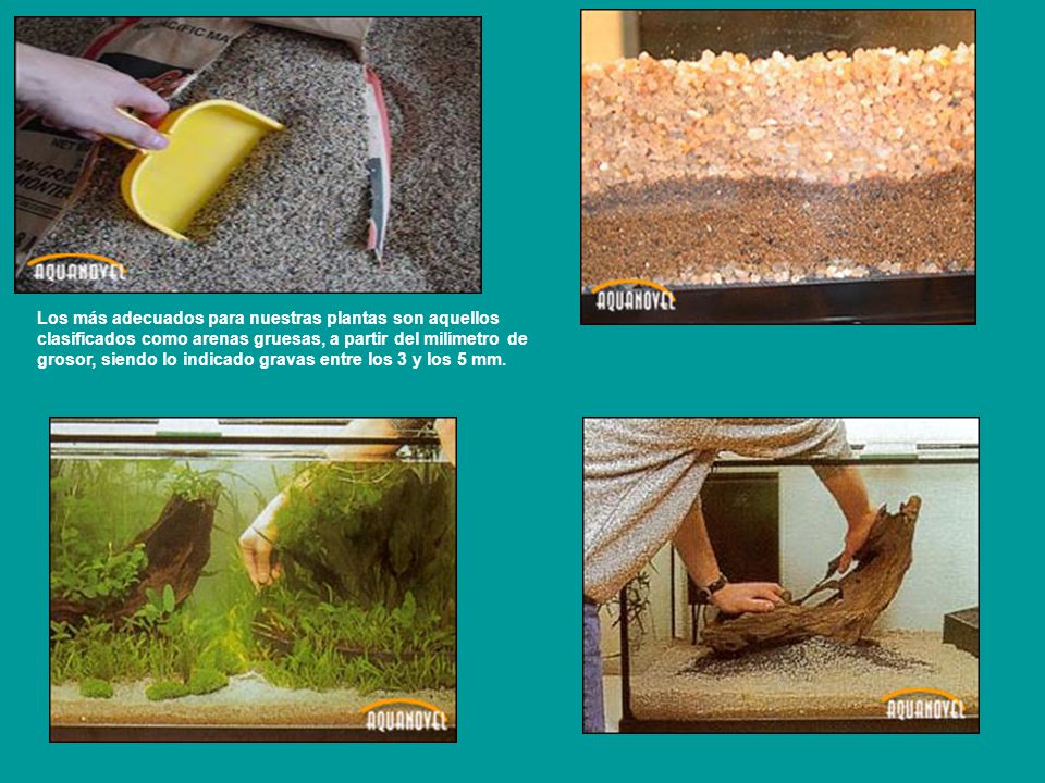 Los más adecuados para nuestras plantas son aquellos clasificados como arenas gruesas, a partir del milímetro de grosor, siendo lo indicado gravas entre los 3 y los 5 mm.