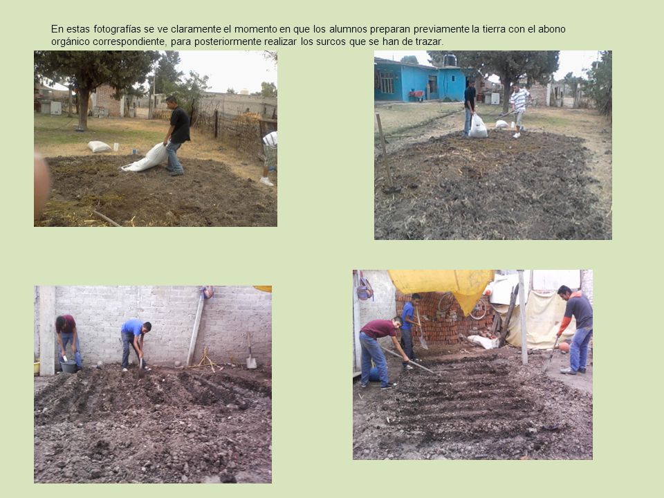 En estas fotografías se ve claramente el momento en que los alumnos preparan previamente la tierra con el abono orgánico correspondiente, para posteriormente realizar los surcos que se han de trazar.