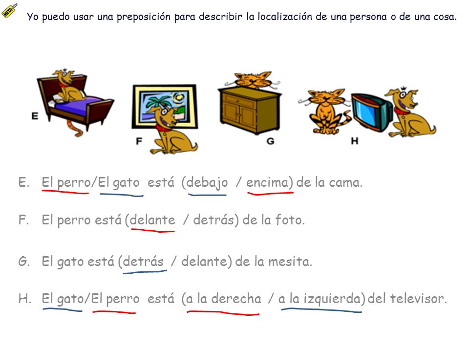 El perro/El gato está (debajo / encima) de la cama.