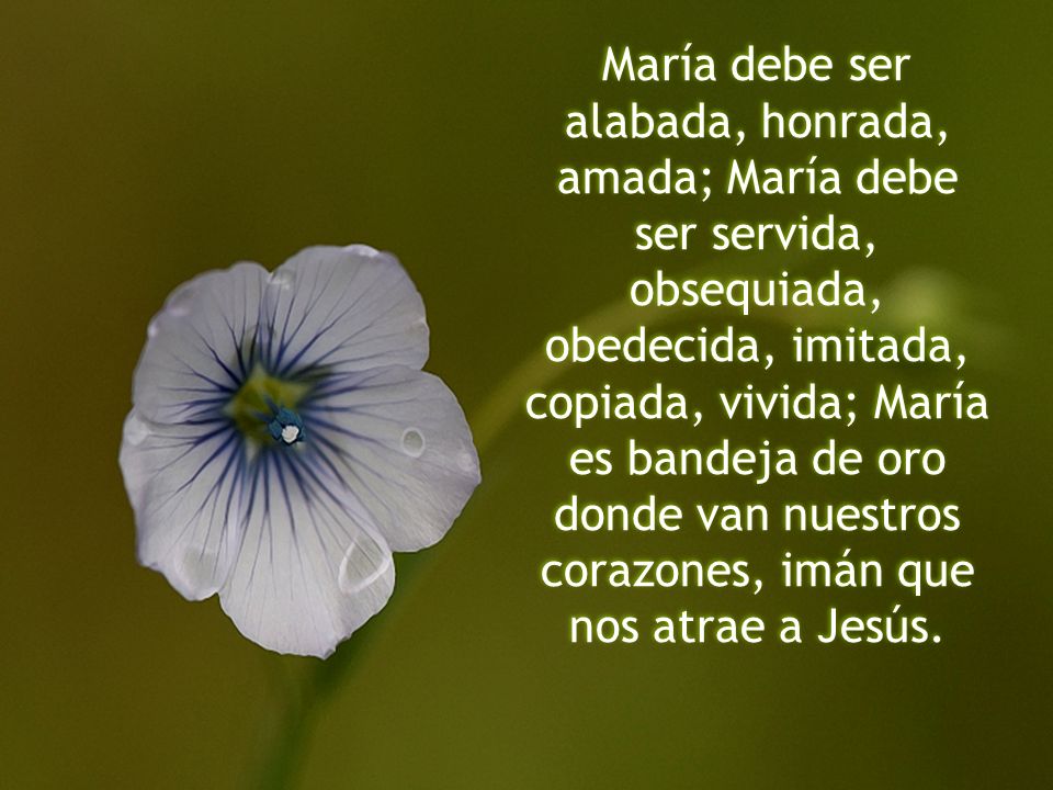 María debe ser alabada, honrada, amada; María debe ser servida, obsequiada, obedecida, imitada, copiada, vivida; María es bandeja de oro donde van nuestros corazones, imán que nos atrae a Jesús.