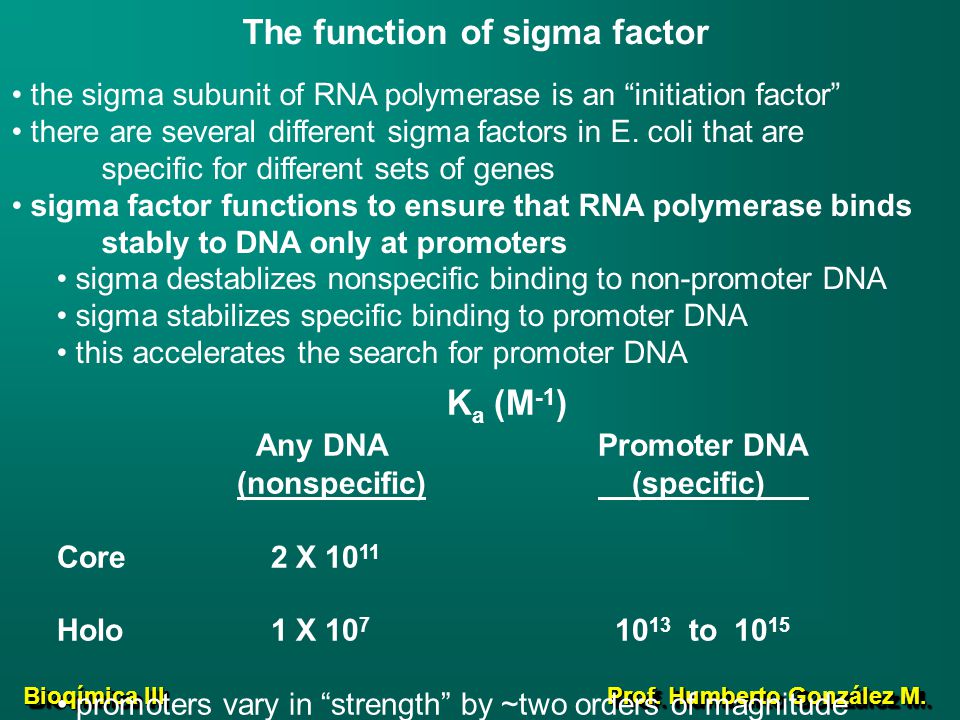 Ka (M-1) Any DNA Promoter DNA The function of sigma factor