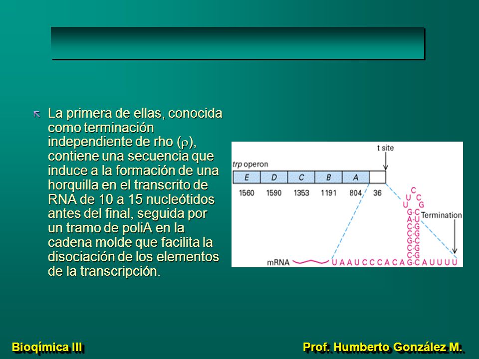 La primera de ellas, conocida como terminación independiente de rho (r), contiene una secuencia que induce a la formación de una horquilla en el transcrito de RNA de 10 a 15 nucleótidos antes del final, seguida por un tramo de poliA en la cadena molde que facilita la disociación de los elementos de la transcripción.