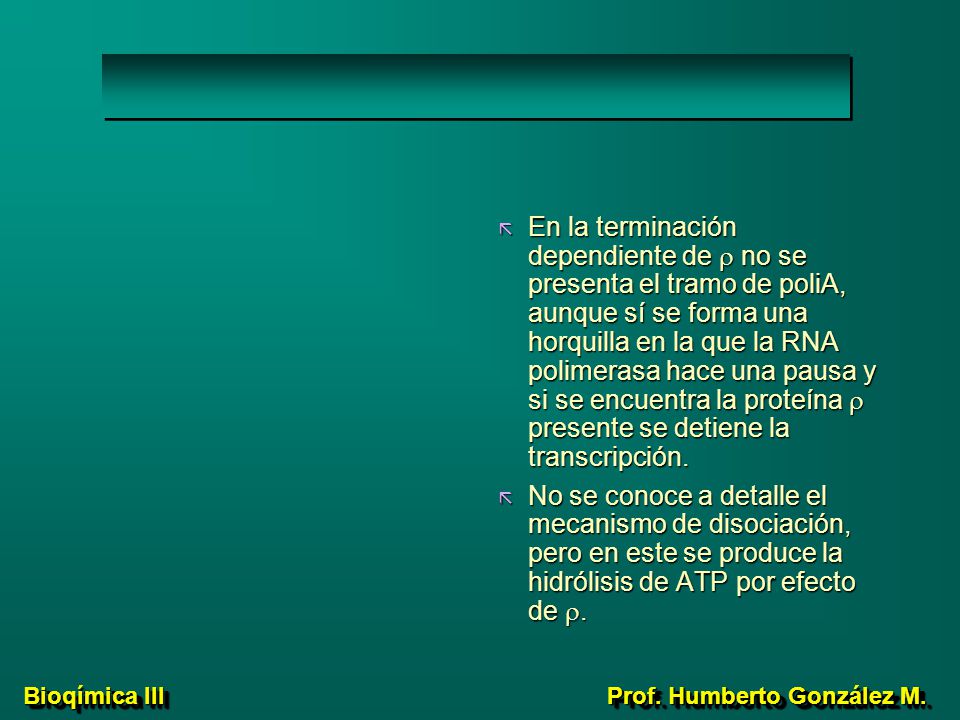 En la terminación dependiente de r no se presenta el tramo de poliA, aunque sí se forma una horquilla en la que la RNA polimerasa hace una pausa y si se encuentra la proteína r presente se detiene la transcripción.