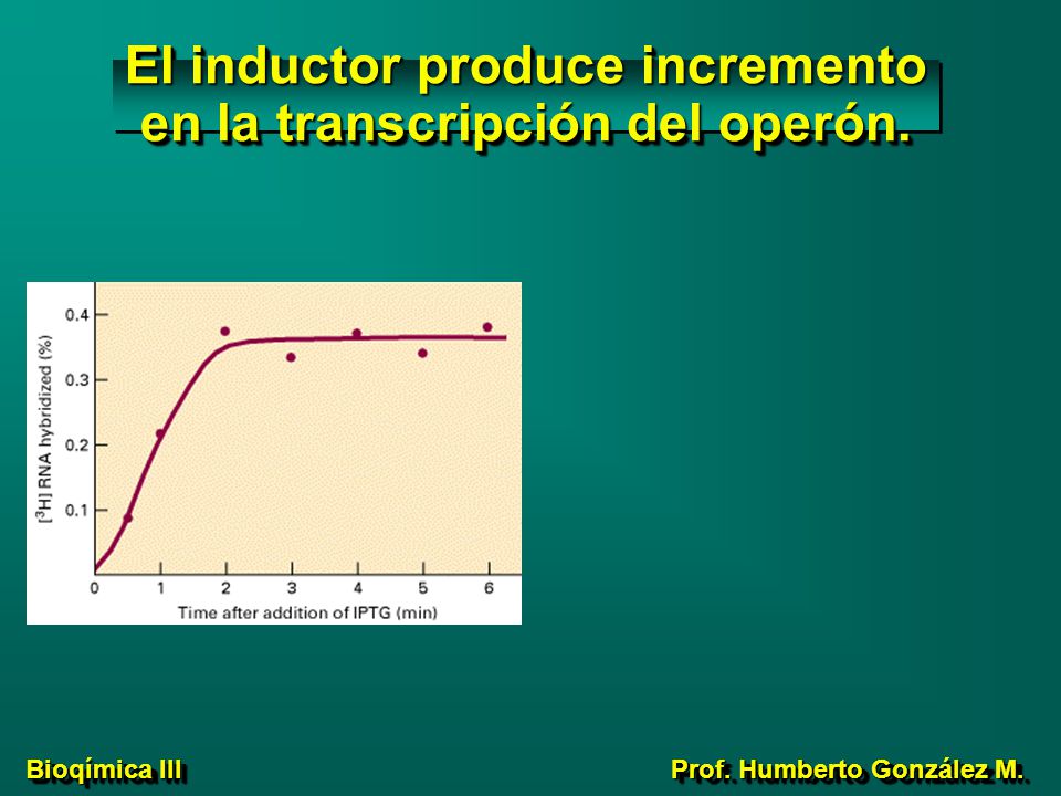 El inductor produce incremento en la transcripción del operón.