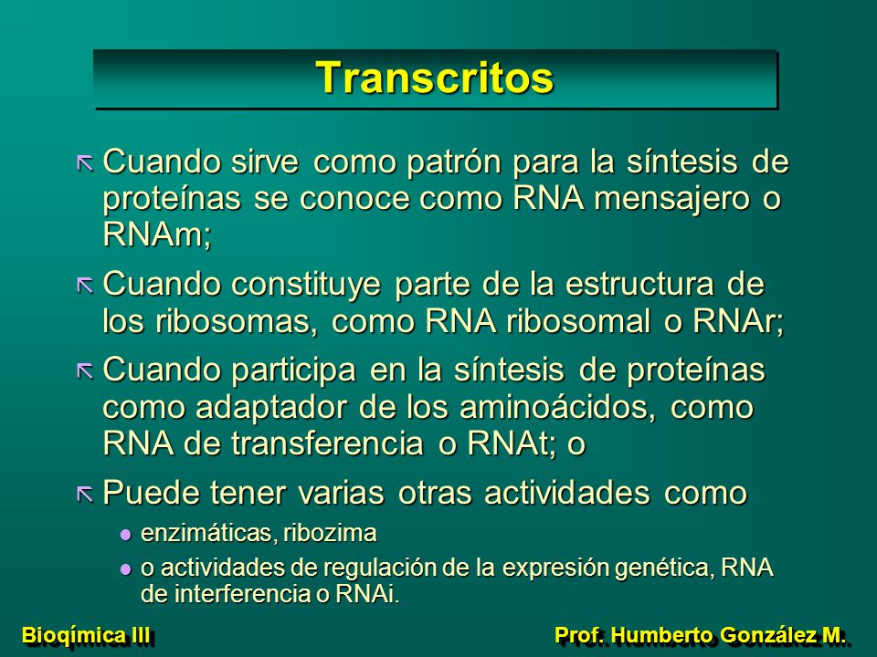 Transcritos Cuando sirve como patrón para la síntesis de proteínas se conoce como RNA mensajero o RNAm;