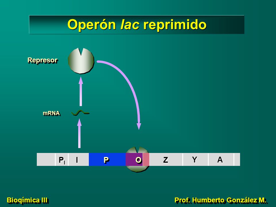 Operón lac reprimido PI I Z Y A P O Represor mRNA