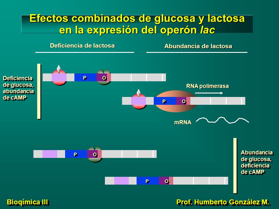 Efectos combinados de glucosa y lactosa en la expresión del operón lac
