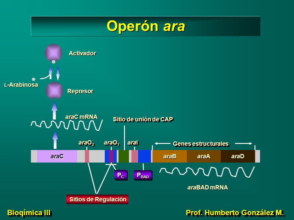 Operón ara Activador Represor araC mRNA Sitio de unión de CAP araO2