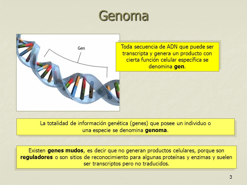 Genoma Toda secuencia de ADN que puede ser transcripta y genera un producto con cierta función celular específica se denomina gen.
