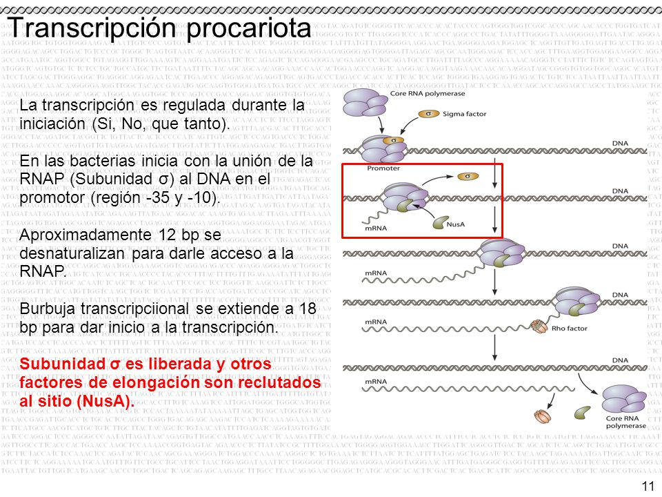 Transcripción procariota
